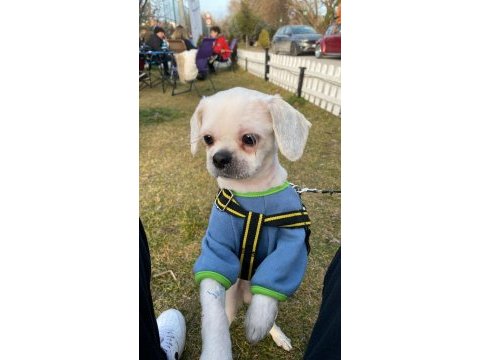 11 aylık shih tzu