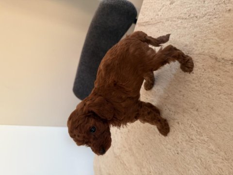 Kore poodle 30 günlük erkek