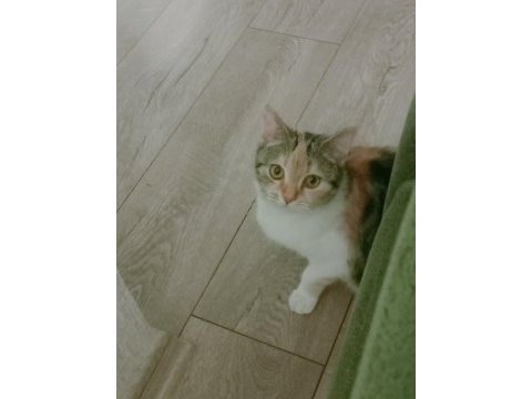 Bu tatlı kedimiz bebek yuva arıyor