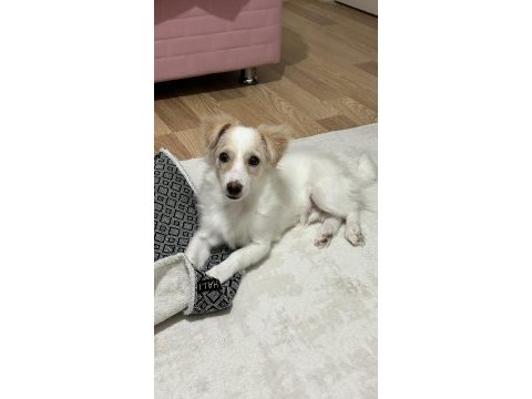 5-6 aylık yavru terrier