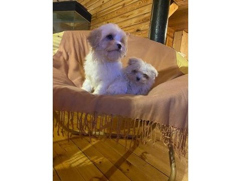Minik boy maltipoo, al satçı değiliz kendi bebeklerimiz