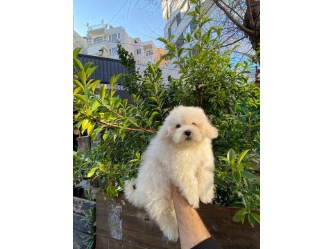 Bichon frise dişi yavrumuz