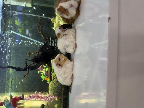 Ginepig yavruları citypetshop