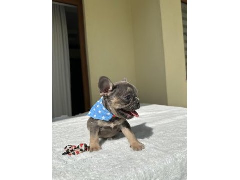 French bulldog ( ırk garantili )