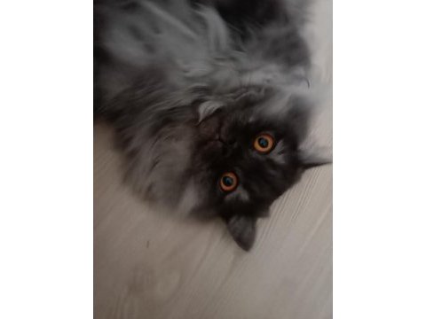 British longhair kedimiz