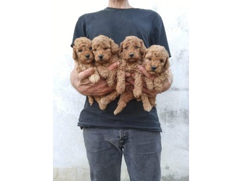 Toy poodle yavrular ırk sağlık garantili
