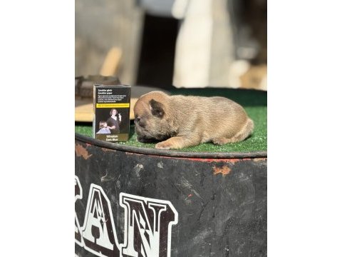 Mükemmel anatomi french bulldog bebekler
