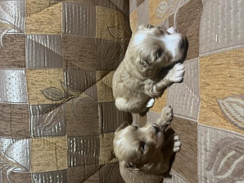 Terrier yavrular