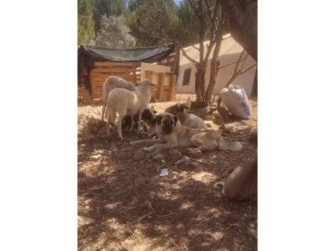 Köpeğimiz fazlalıktan dolayı
