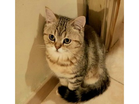 Biricik oğlumuz lucky için acil yuva arıyoruz