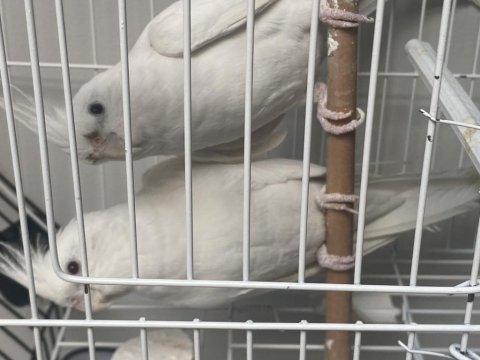 Albino çift üretime hazır sultan papağanı
