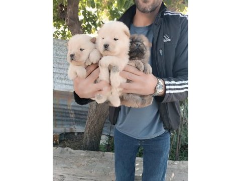 A kalite chow chow yavrularımız çin aslanı