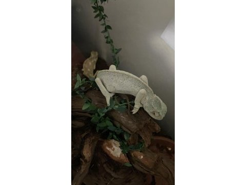 Genç anaç chamaeleo chamaeleon bukalemunu