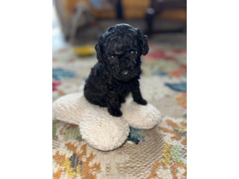 Safkan minik siyah toy poodle