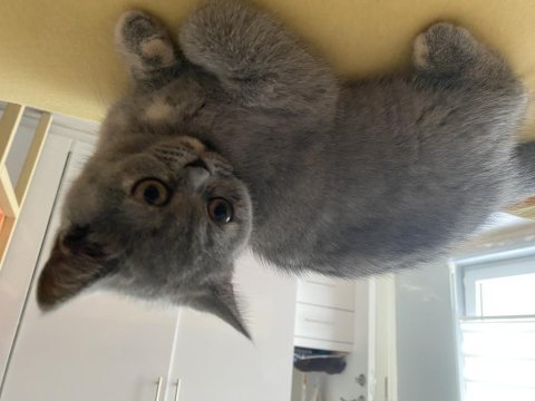 Gri dişi british shorthair