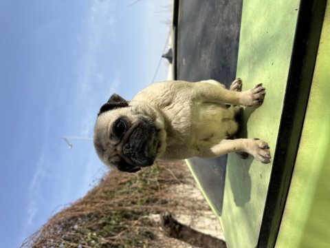 Yetişkin dişi pug köpekler