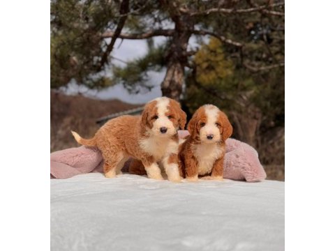Show kalite giant (dev) poodle yavrular