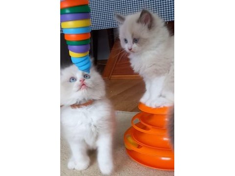 Safkan ragdoll bebekler