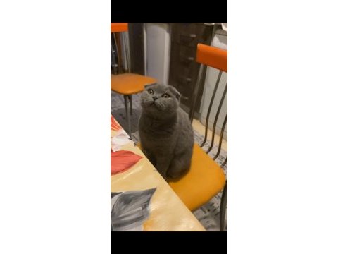 Ücretsiz sahiplendirme kedimiz