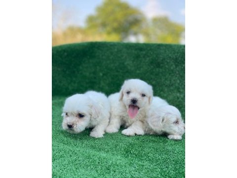 Beyaz maltese terrier yavrular
