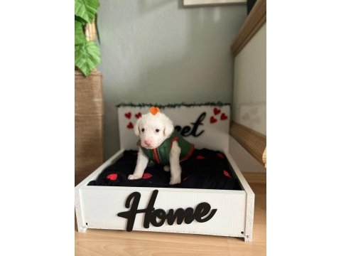 0 numara maltese terrier yavrusu