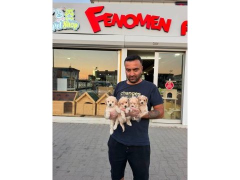 Shoooowwww kalite maltipoo yavrular ankara mağazamızda 