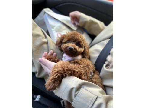 1 yaşında dişi toy poodle