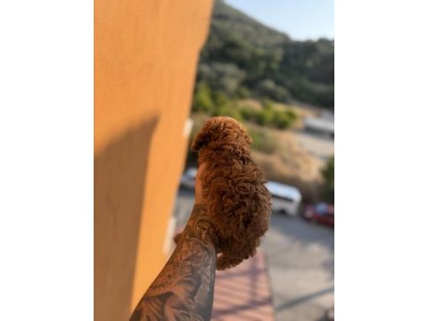 Muazzam anatomi kore teacup dişi poodle