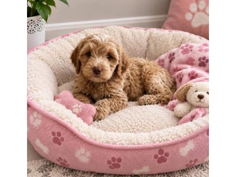 Maltipoo minikler