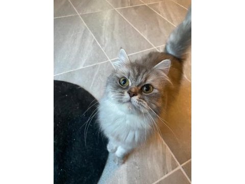 9-10 aylık dişi british longhair (ücretsiz sahiplendirme)