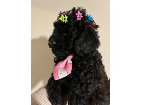 Bir avuç mutluluk toy poodle