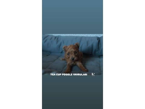 Toy poodle red brown yavrularımız