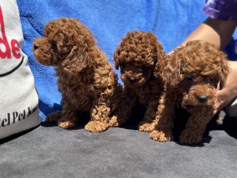 Show kalite kore toy poodle lar ziyarete açık