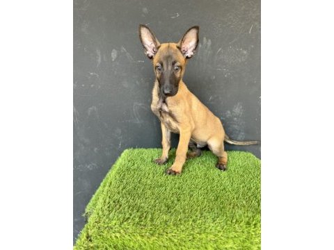 Erkek malinois yavrum