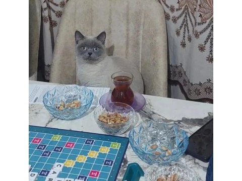 Dişi kedime acil erkek arıyorum