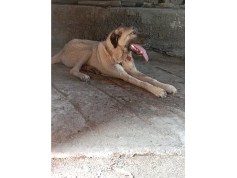 Sahibinden orijinal beş aylık erkek kangal köpeği