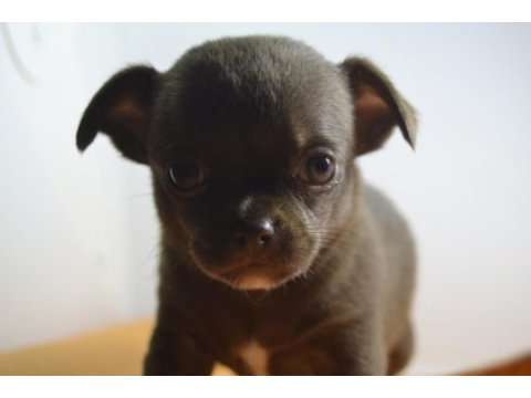 Safkan tea cup chihuahua yavruları muhteşem anatomide