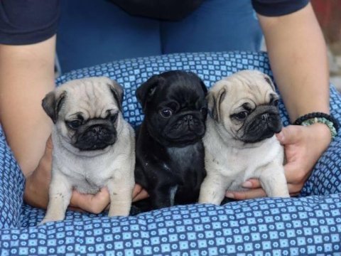 Hamburger suratlı bal gibi pug köpekler