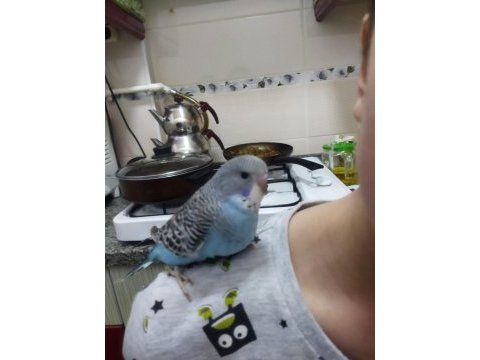 Sağlıklı yavru muhabbet kuşları