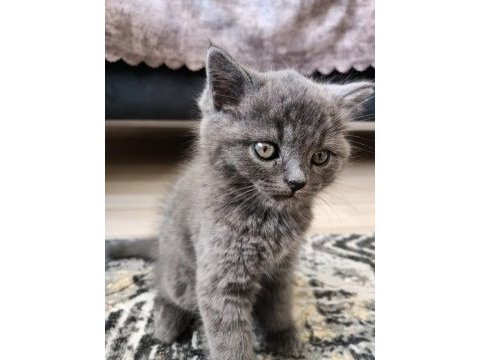 2 aylık dışı british shorthair yavru
