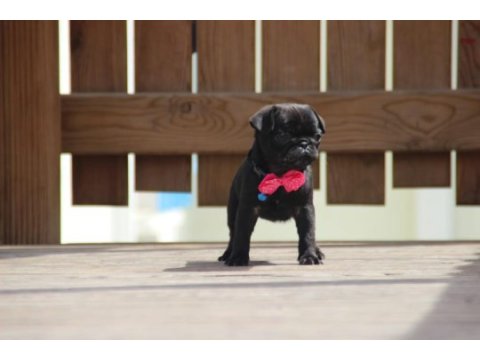 Black lekesiz pug bebeğimiz hazır