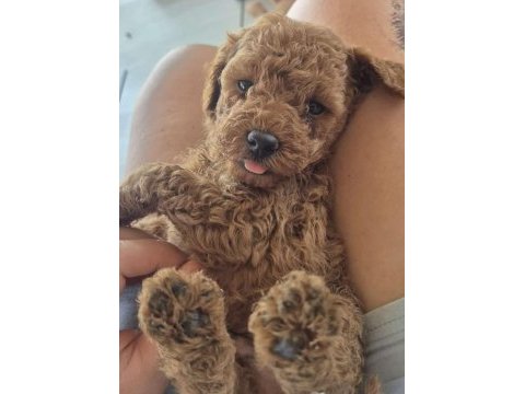 Evinizin poodle prensesleri ve prensleri 2 aylık