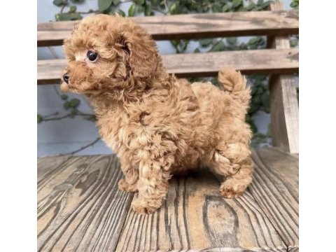 Yavru toy poodle