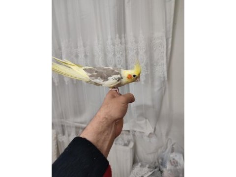 3 adet adet sultan papağanım var evcildir konuşur