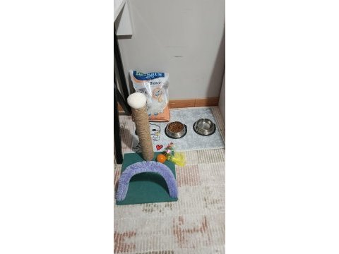 Scottish fold yavrumuza yeni yuva arıyoruz