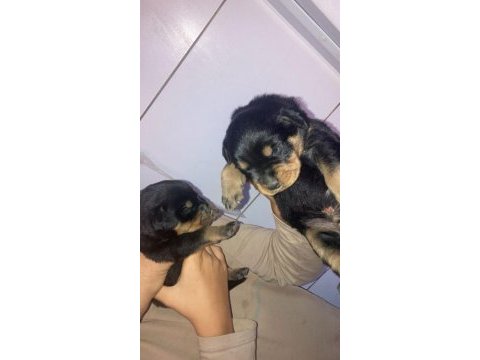Rottweiler uygun sahiplendirilecektir
