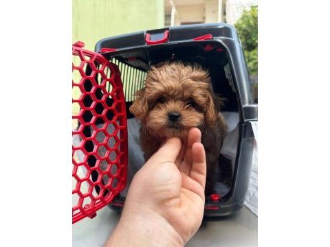 Tüy dökmez koku yapmaz maltipoo