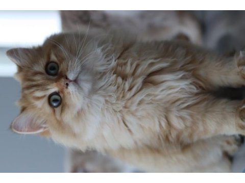 British longhair erkek kedimiz
