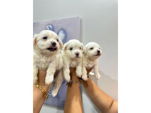 Maltese terrier yavrum 55 günlük