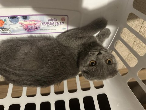 Scottish fold dişi ve erkek kediler
